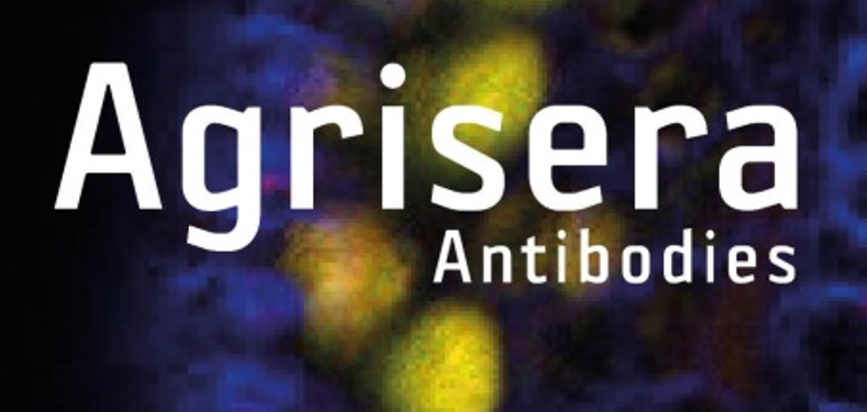 Agrisera植物細(xì)胞壁相關(guān)抗體，開學(xué)季促銷啦！